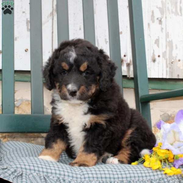 Catherine, Bernedoodle Puppy